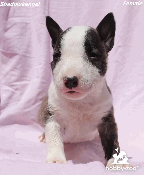 Pui de Mini Bull Terrier
