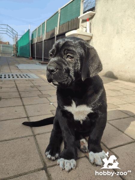 Mascul Presa Canario 6 saptamani