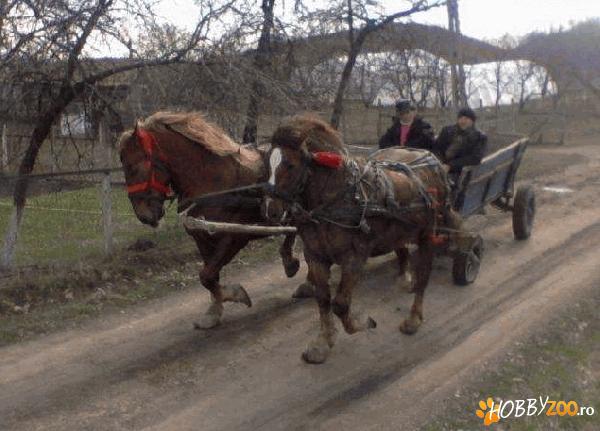 vand urgent 2 cai cluj