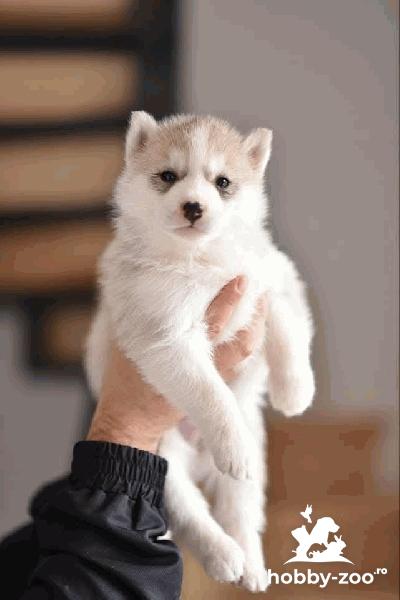 Cățeii Husky Siberian de vânzare