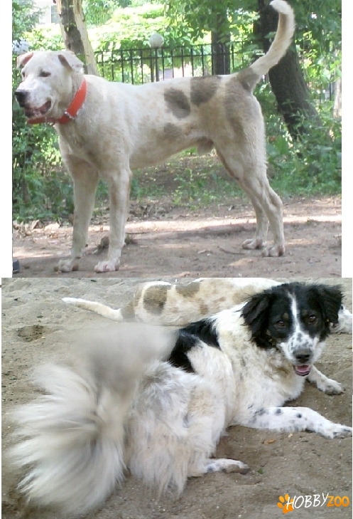 Metis DOG GERMAN si metis CIOBANESC
