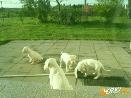dog argentinian constanta