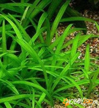 plante acvariu nepretentioase 