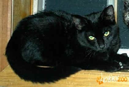 Adoptie pisicuta neagra