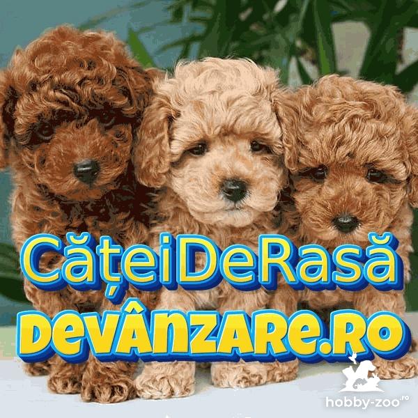 Catei Caniche Pitic cu microcip si carnet de sanatate