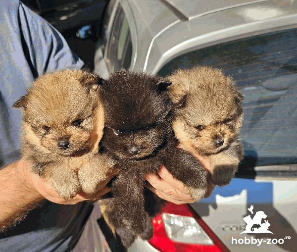 Pomeranians boo                                            