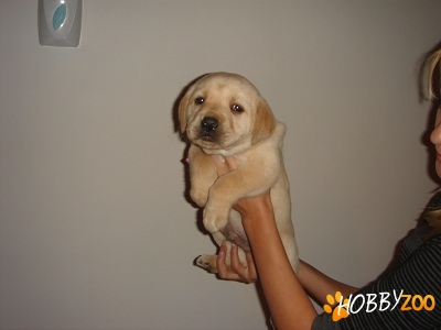 labrador retriever de vanzare