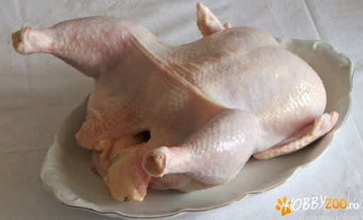 Gaini tinere de ouă și casa 