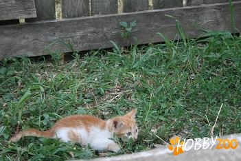 Mascul alb cu portocaliu