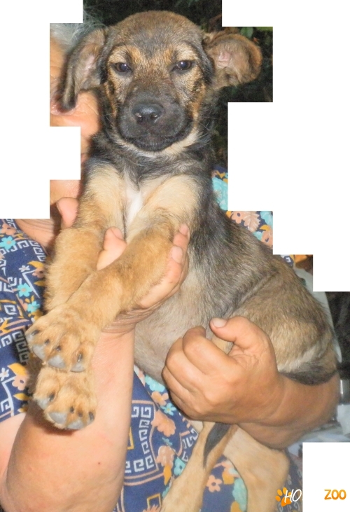 Metisa ciobanesc german, 4 luni