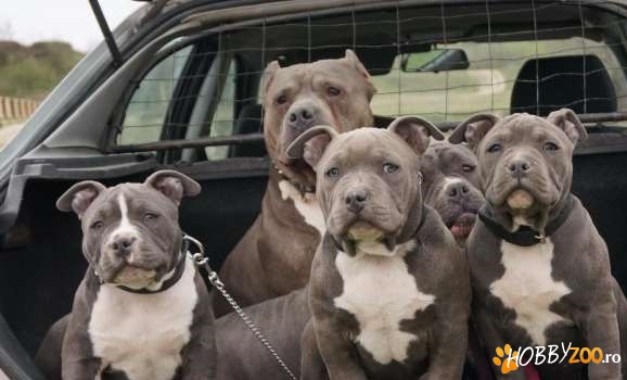 Canisa vand pui American Bully