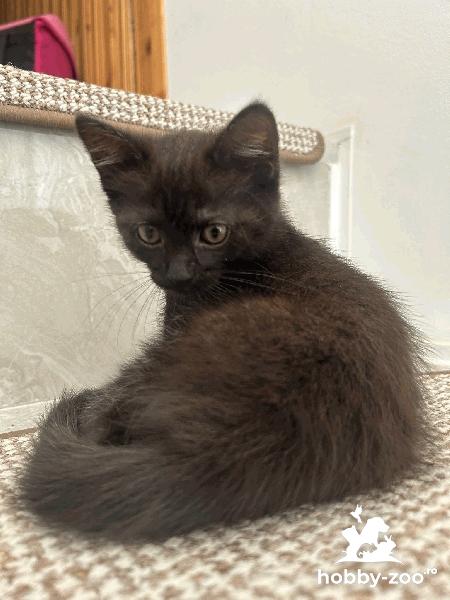 Vând pisicuța angora turceasca 