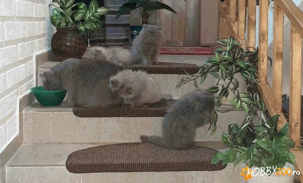 Pisica nebelung/persana
