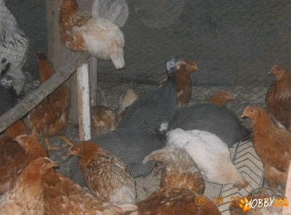 pasari bibilici picheri