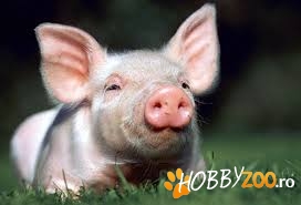 Porci de Craciun crescuti natural