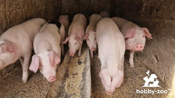 Porci 50 60 kg de vanzare 