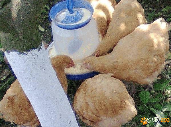 gaini mature de rasa