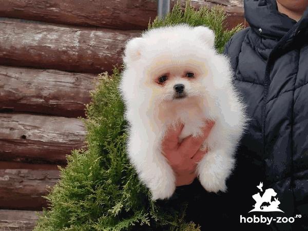 Pomeranian cu pedigree 