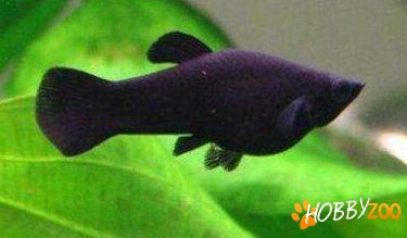 pestisori Molly pe negru