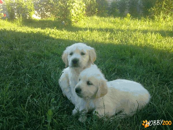 GOLDEN RETRIEVER 