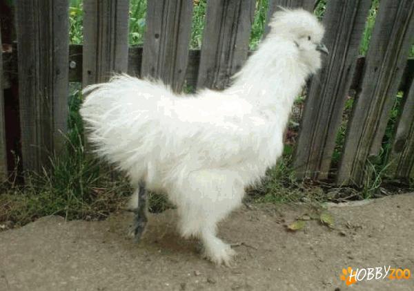 matase japoneza alba