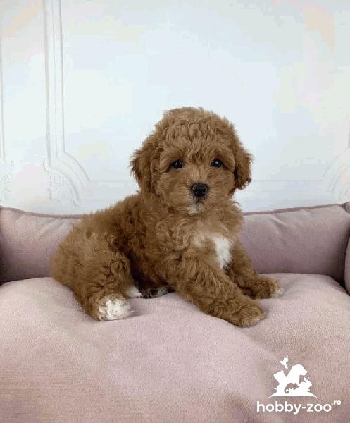  Poodle(caniche,pudel) rosu, ciocolatiu si apricot