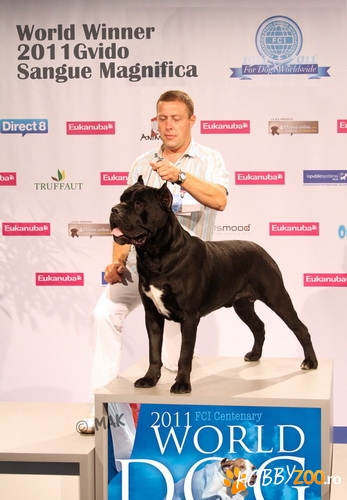 Pui Cane Corso din campion EU
