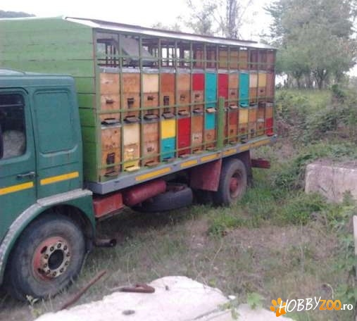 familii de albine in lazi