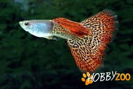 Doresc sa adopt pestisori