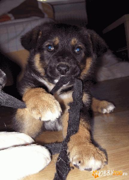 Maya&Tim-spre adoptie