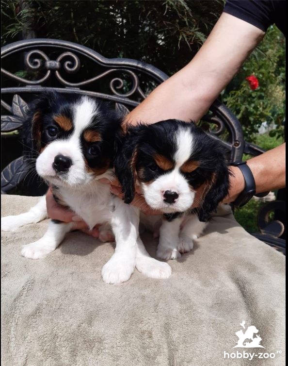 Cavalier king charles catelusi