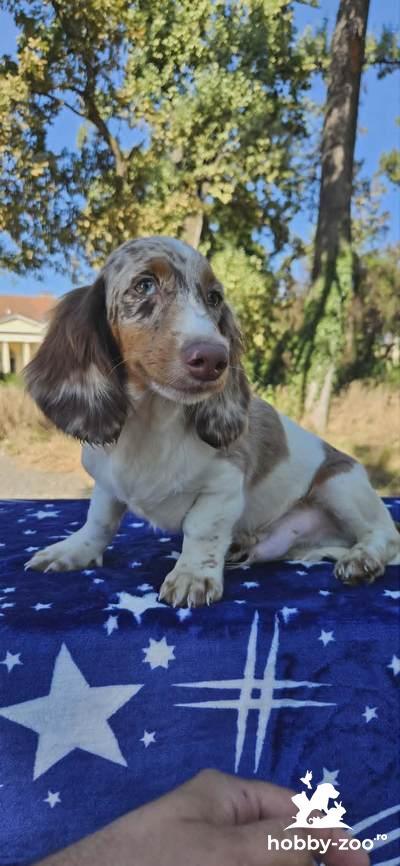 4 pisoi pentru adoptie