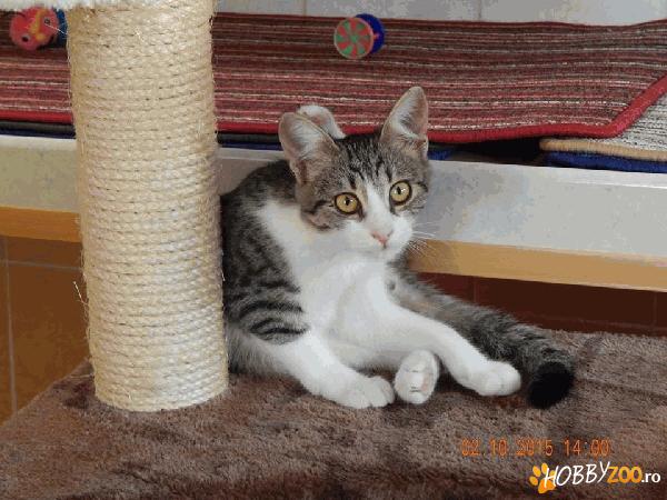 Kiss Kiss pentru adoptie