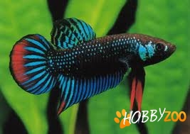 pesti Betta Imbellis