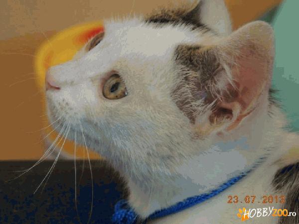 Motanel afectuos spre adoptie