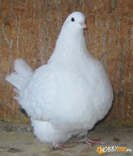 Porumbei mondaini francezi pereche