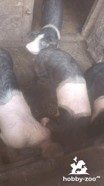 vand șoldani de carne/bazna