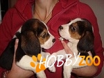 beagle de vanzare talie medie  bicolor