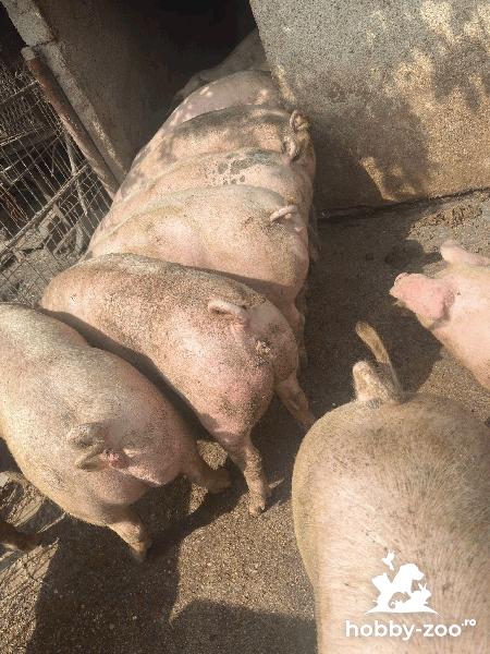 Porci de vânzare de carne crescuți bio 