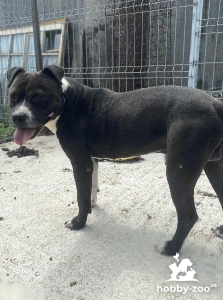Vând câine Amstaff foarte bine întreținut.