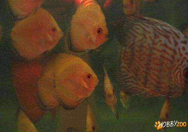 Pesti de ornament Discus