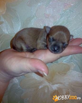 puiuti chihuahua cu pedigree