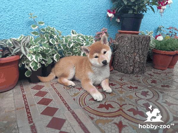 Pui Shiba Inu cu pedigree