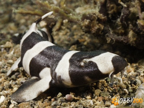 Black banded cat shark