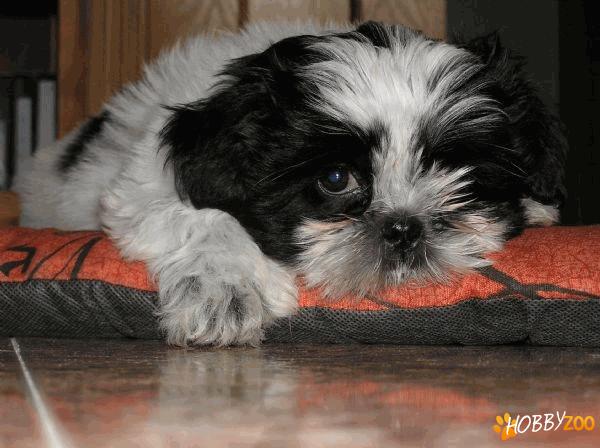 shih tzu superbi diferite culori