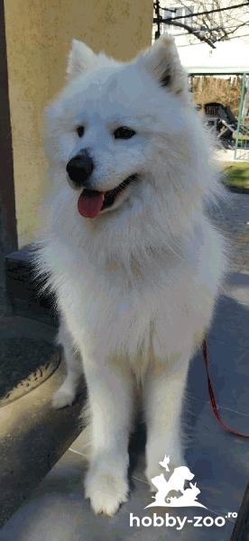 Monta mascul Samoyed