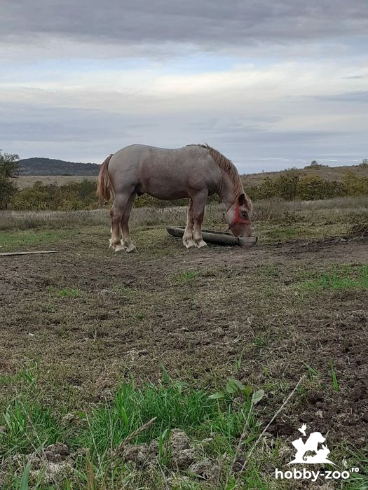 Vând cal mânz de un an jumate