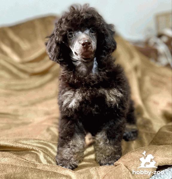 Căței Toy Poodle negru cu cafeniu și ciocolatiu cu cafeniu