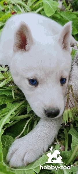 Pui Husky albi cu ochi albaștri. SUPERBI