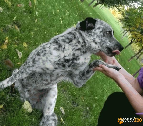 metis de Dalmatian cu Labrador